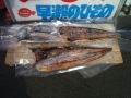 シイラ